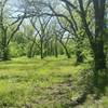 A lovely grove of trees stands along the trail.