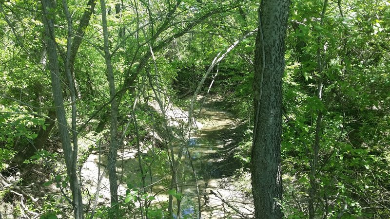 Cottonwood Creek is quite overgrown.