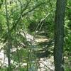 Cottonwood Creek is quite overgrown.