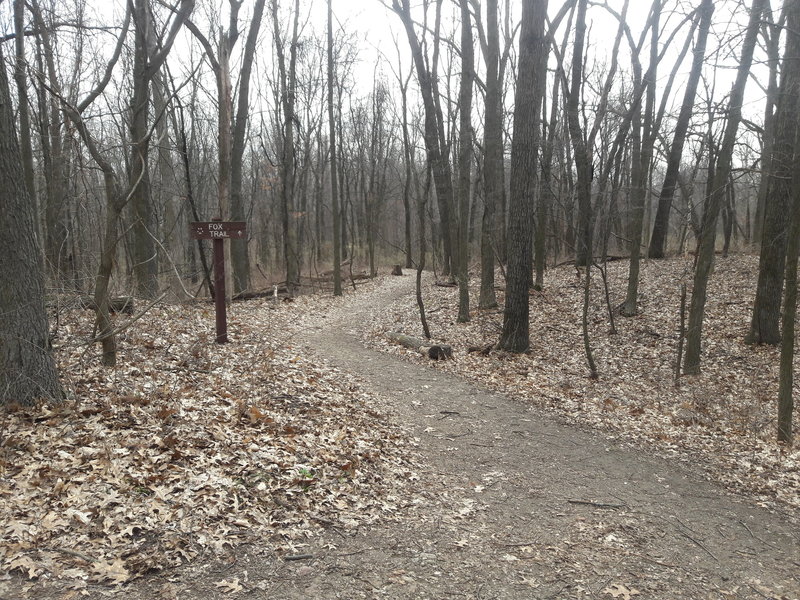 This is the junction of Chickadee Trail and the shortcut; the Chickadee Trail continues along the path labeled "Fox Trail" when traveling from west to east.