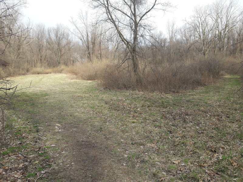 If traveling the Chickadee Trail loop east to west, this is a junction you'll come across. The trail continues along the left branch.