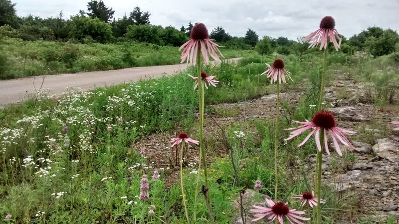 Wildflowers grow along the Prairie Spirit Trail near Welda.