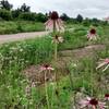 Wildflowers grow along the Prairie Spirit Trail near Welda.