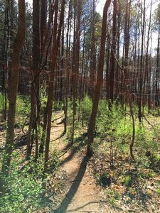 The Lowlands Loop cuts through thin pines in this section.