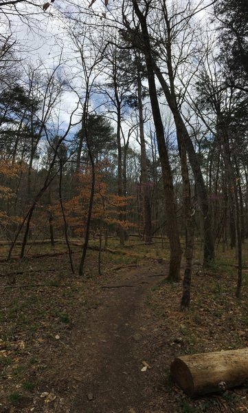 The Occoneechee Loop is heavily forested.