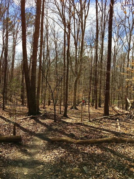 The top of the Lowlands Loop traverses peaceful forests.