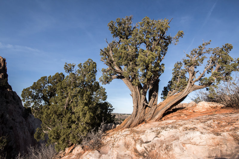 This is some of the local flora along the Ridge Trail.