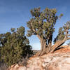 This is some of the local flora along the Ridge Trail.