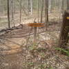 End of Justice Loop at Horton Grove Nature Preserve.