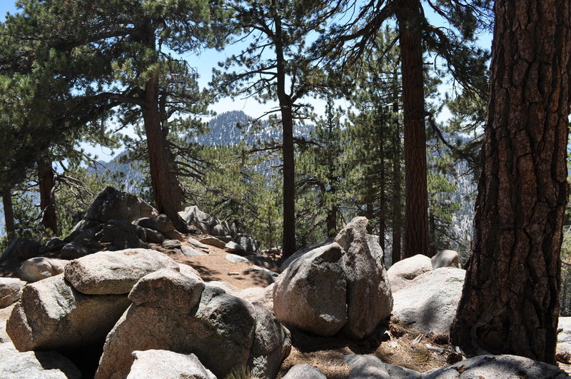 Enjoy a nice pine grove near the fork up to Mt. Waterman overlooking Twin Peaks often covered in snow.