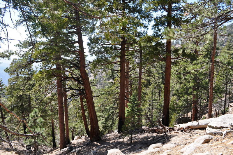 You're rewarded with nice, shady relief along the trail to Mt. Waterman.