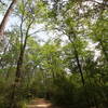 Tall trees line the Outer Loop.