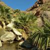 Expect pools with small, bush-like California fan palms as one approaches the Palm Canyon oasis on the Palm Canyon Trail.