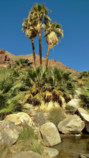 A towering California fan palm grows near the Palm Canyon oasis.