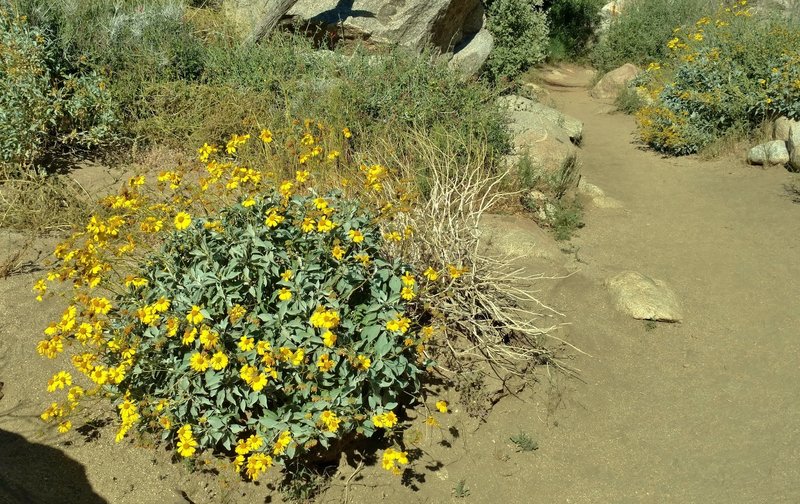 Brittlebush greets the sun in full bloom along the Palm Canyon Trail in early April.