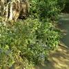 Common phacelia (phacelia distans) blooms along the Palm Canyon Trail.