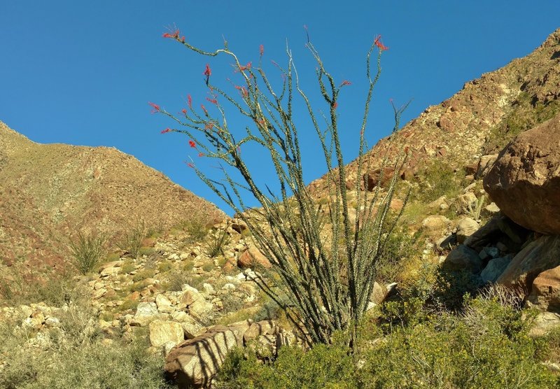 Ocotillo stands in bloom along the Palm Canyon Trail.