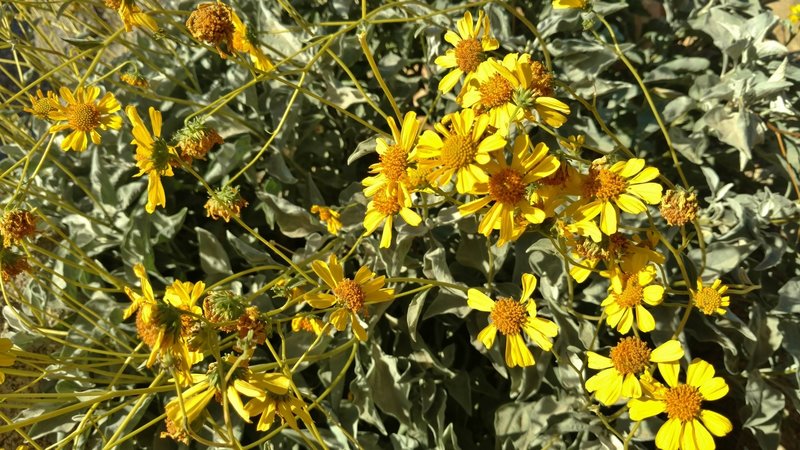 Brittlebush flowers grow along the Palm Canyon Trail.