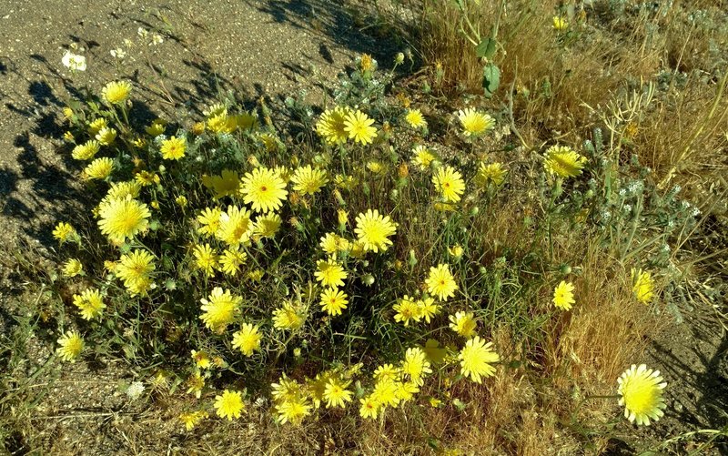 Desert dandelions grow along Palm Canyon Trail in April.