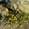 Parish's poppies grow along the Palm Canyon Trail in early April.