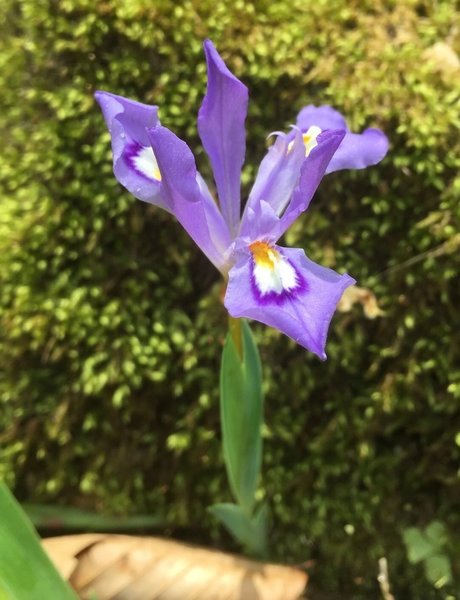 Miniature iris grow along the trail.