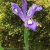 Miniature iris grow along the trail.