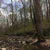 The Elm Lick Trail makes this crossing under the cover of dense trees.