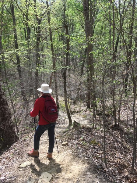 Elizabeth descends the Elm Lick Trail through dense young forests.