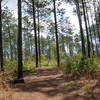 Sandhill Loop is much dryer and more open than other parts of Big Thicket.