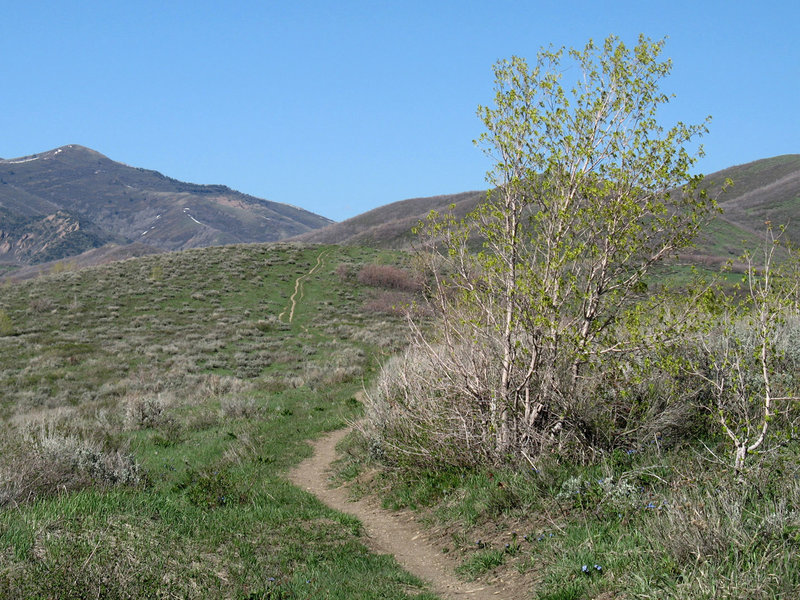 Little Mountain Ridge Trail makes its way up the hill.