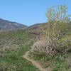 Little Mountain Ridge Trail makes its way up the hill.