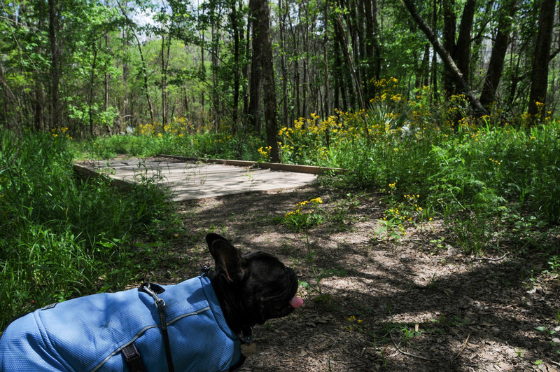 The wide Woodlands Trail passes through forest carpeted in flowers.