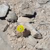 Despite being in a very dry environment, flowering plants can be seen along the trail in the springtime.