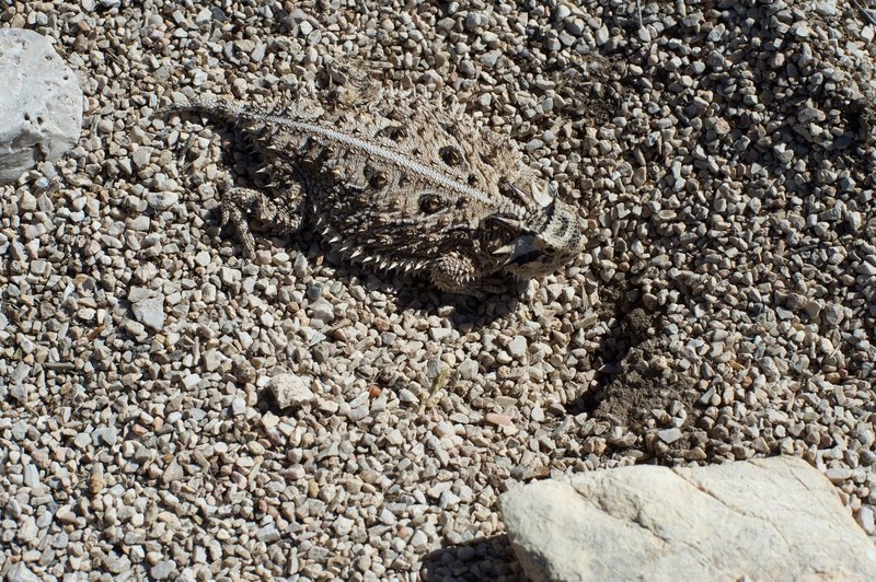 A texas horned lizard, camouflaged against the desert rocks, sits along the side of the trail. Be careful where you step, as lizards and snakes can be found throughout the day.