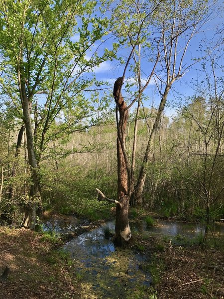 Swamp trees along the Explorer Trail.