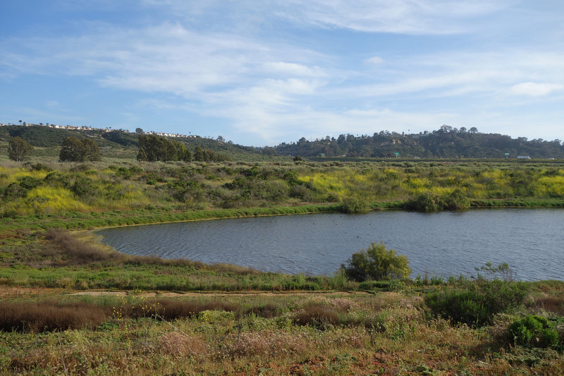 A seasonal pond adds to the ambiance at San Dieguito Lagoon.