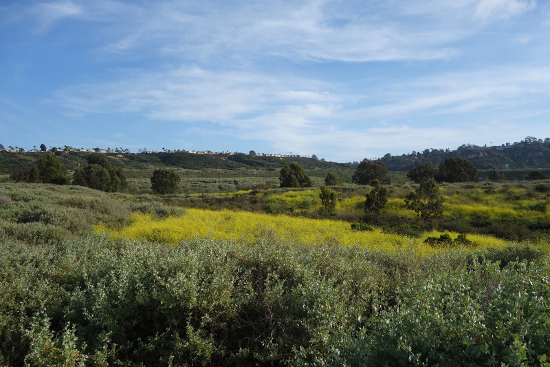 Mustard blooms near San Dieguito Lagoon.