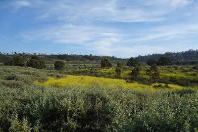 Mustard blooms near San Dieguito Lagoon.