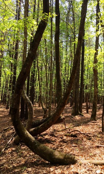 A pair of zig-zag trees grows in Carolina North Forest.