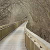 The trail follows a boardwalk through the bayou.