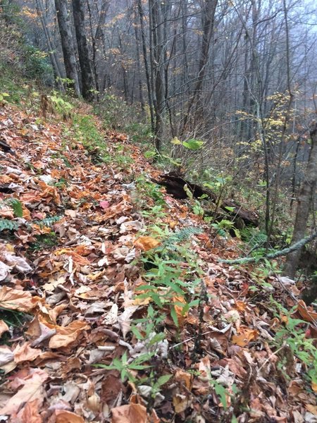 This is typical for the trail between Gunter Fork Cascades and the intersection for Balsam Mountain Trail. It's maybe 2 boots wide for a lot of it. I'd suggest taking this trail up and looping back with another trail down.