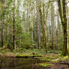 A tranquil seasonal pond sits part way along the Group Bypass Trail.