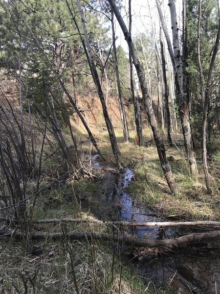 A spring runoff stream on the Clear Creek trail section.