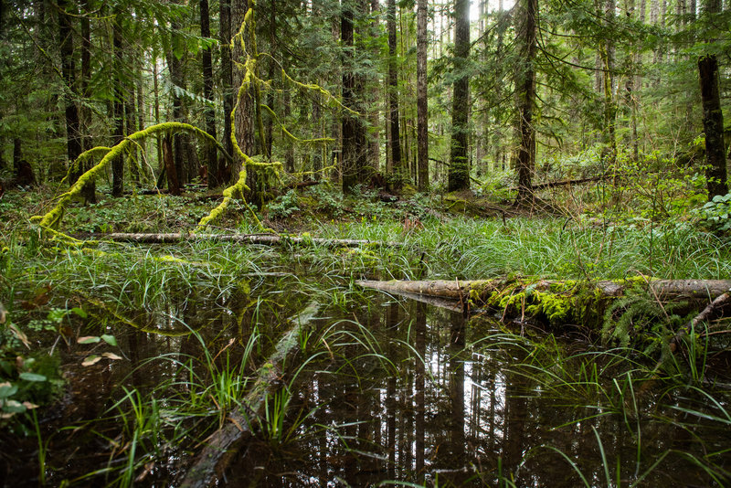 A peaceful seasonal pond marks the start of the Group Bypass Trail.