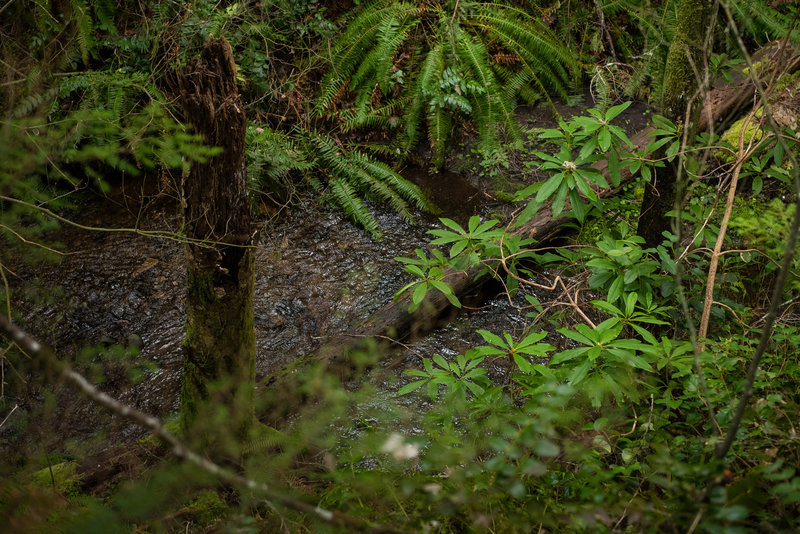 This is the base of a small lush ravine along the North Inlet Trail.