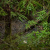 This is the base of a small lush ravine along the North Inlet Trail.