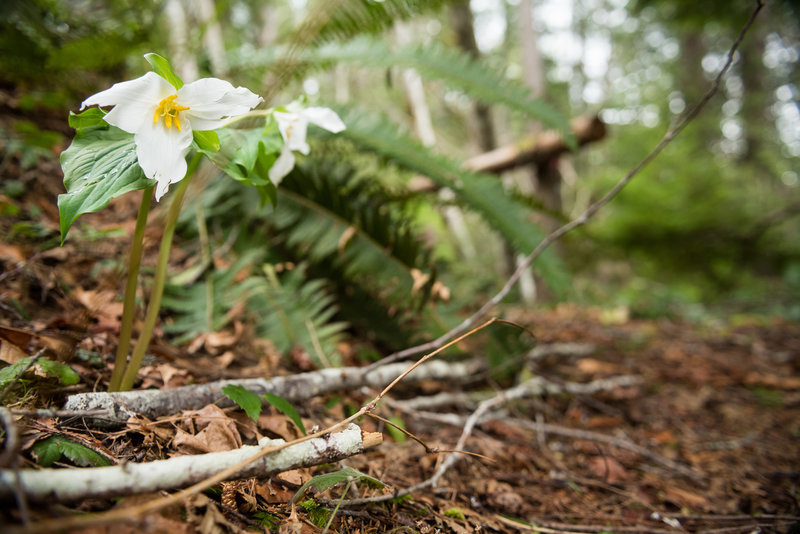 Look closely and you may find a few early season blooms.