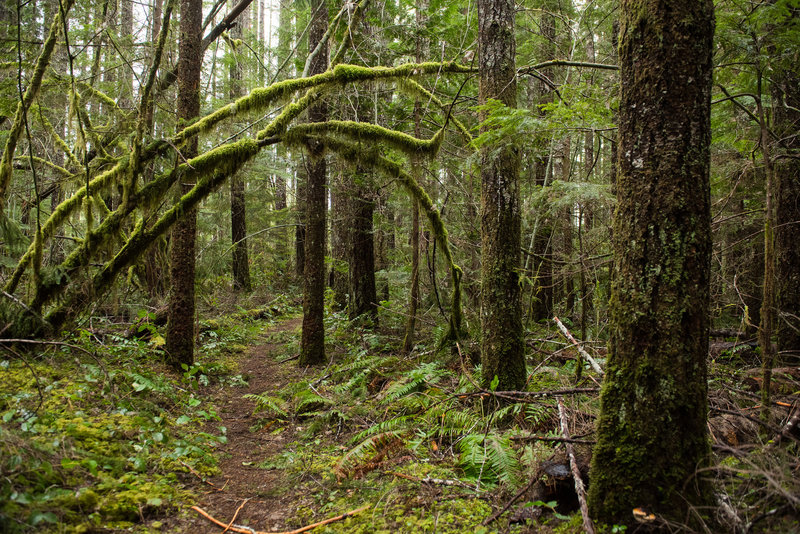 The start of the North Inlet Trail is quite a bit more dense than the rest of the trail.