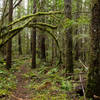 The start of the North Inlet Trail is quite a bit more dense than the rest of the trail.