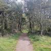 The trail leads through the trees into the park.